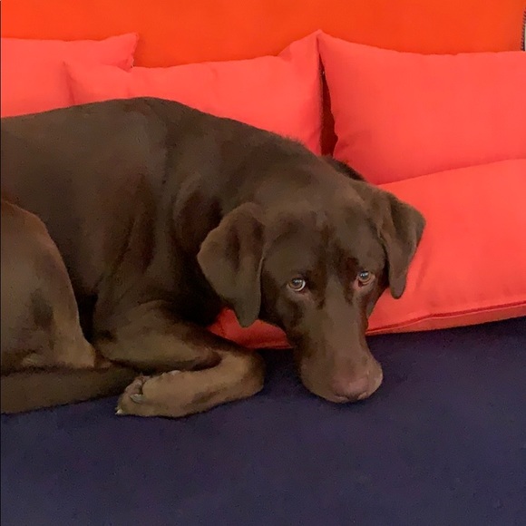 Meet your Posher, Cynthia - Picture 1 of 1